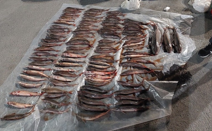В Югре поймали браконьеров с краснокнижной рыбой на полмиллиона рублей