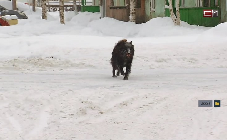 Обратилась в СК РФ: югорчанка сообщила о неоднократных нападениях бродячих собак
