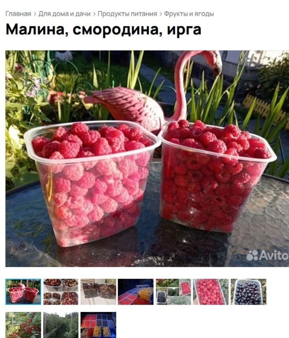 Сбор ягод в ХМАО