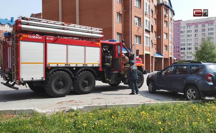 Два дня без воды на жаре: в Сургуте пожарные спустили с дерева беспризорного кота