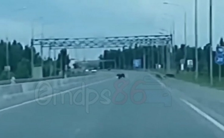 Медведь перебегал трассу в Сургутском районе и попал на видеорегистратор Медведь перебегал трассу в Сургутском районе и попал на видеорегистратор