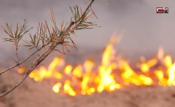 Площадь лесных пожаров в Югре за день увеличилась в два раза Площадь лесных пожаров в Югре за день увеличилась в два раза