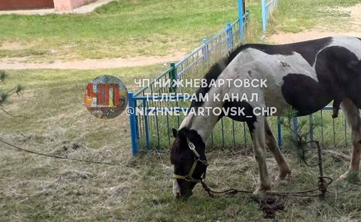 Неизвестные привязали лошадей на детской площадке в Нижневартовске