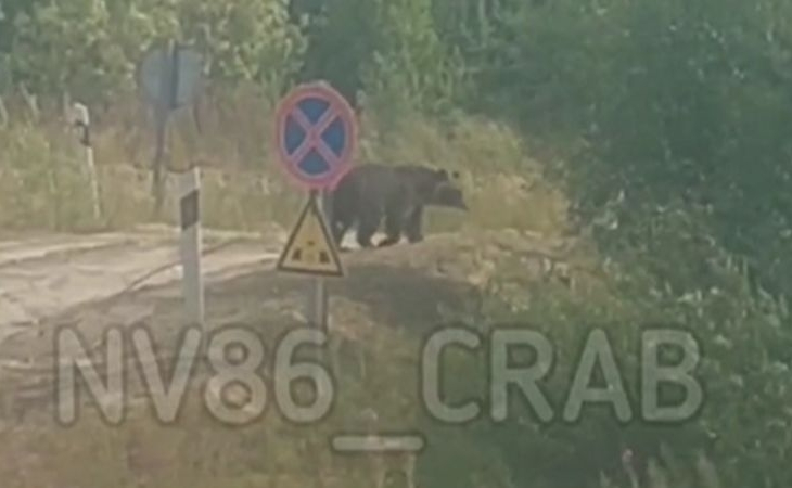 «О, гуляет какой»: в Югре на месторождении мужчины встретили медведя