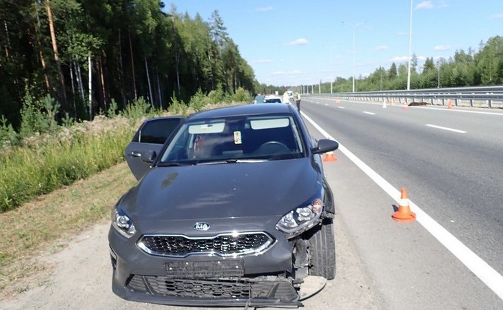 Медвежонок погиб на трассе в Югре во время столкновения с автомобилем