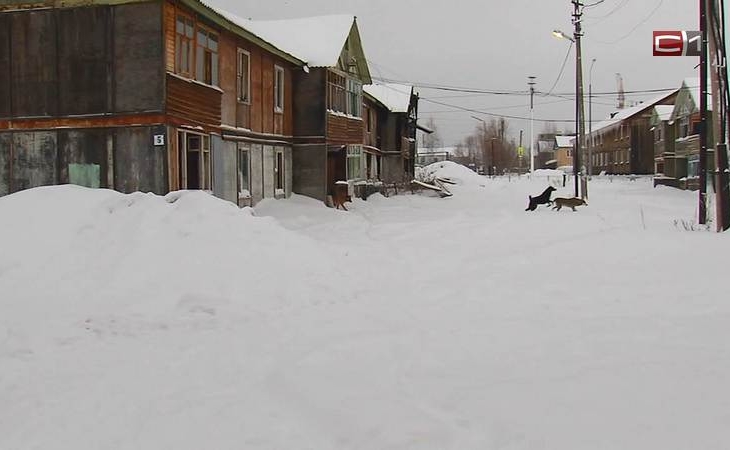 В поселениях Сургутского района изменились правила выгула собак