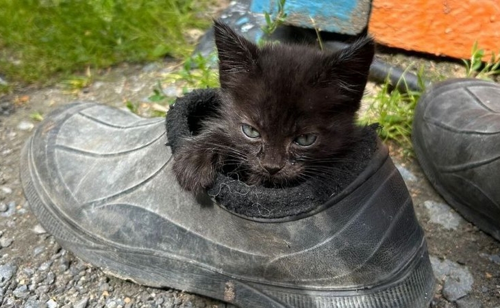 Югорчанка приютила 12 котов, выброшенных на улицу их хозяевами Югорчанка приютила 12 котов, выброшенных на улицу их хозяевами