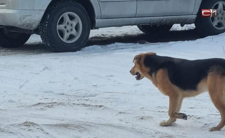 В одном из дачных поселков Сургута собаки напали на женщин