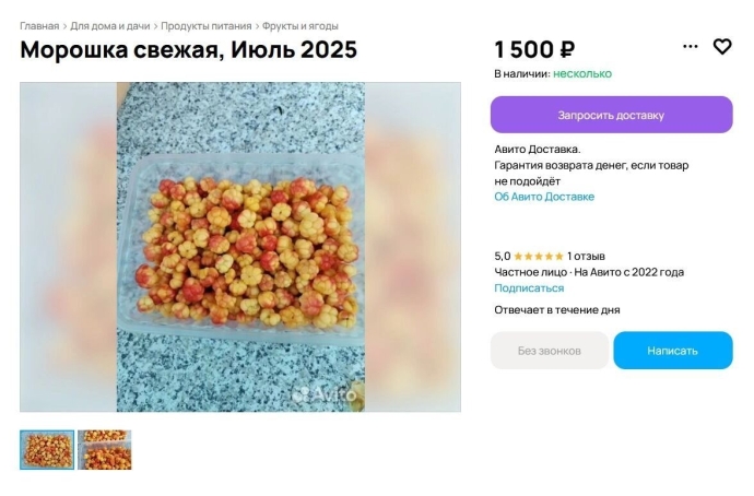 Сбор ягод в ХМАО