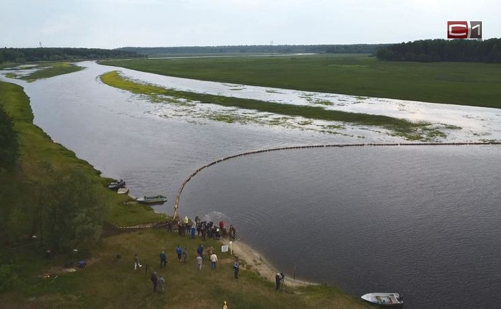 В Югре в Иртыш выпустили более 200 тысяч мальков осетра