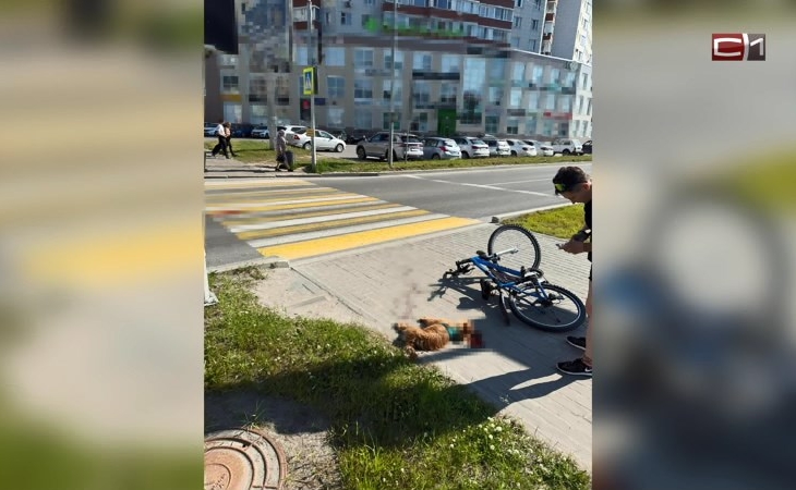 Хозяйка погибшей на переходе в Сургуте собаки рассказала о суде над водителем Хозяйка погибшей на переходе в Сургуте собаки рассказала о суде над водителем