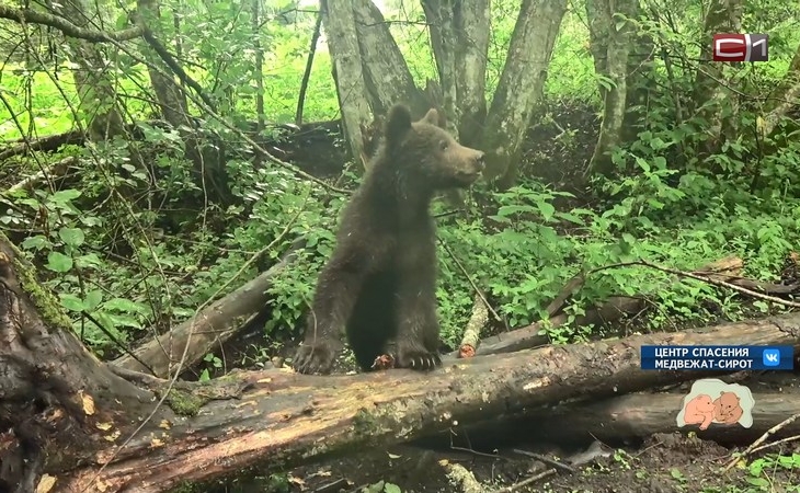 А был ли косолапый: полицейские не нашли медвежонка на цепи на базе в Солнечном А был ли косолапый: полицейские не нашли медвежонка на цепи на базе в Солнечном